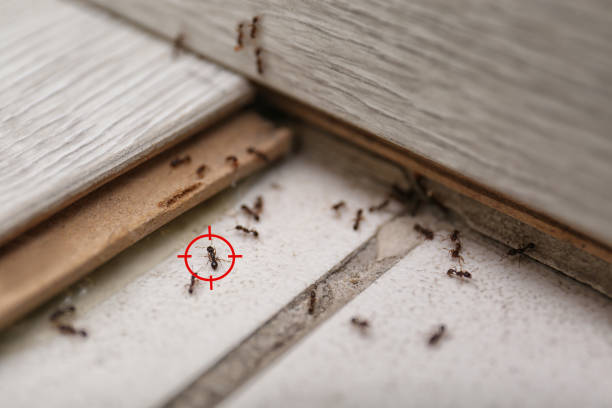 Best Insect Control  in Wooster, OH