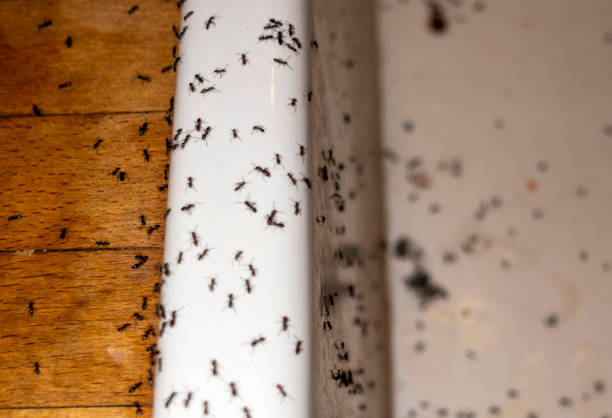 Best Affordable Pest Control Services  in Wooster, OH